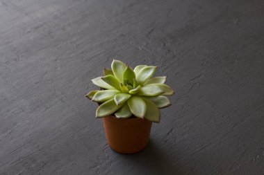 Bir siyah veya dar üzerinde etli standları ile küçük bir terakota pot