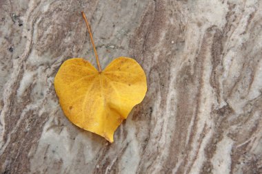 Kalp şeklinde ki bir ağacın sarı yaprağı marb'ın üzerinde yatıyor.
