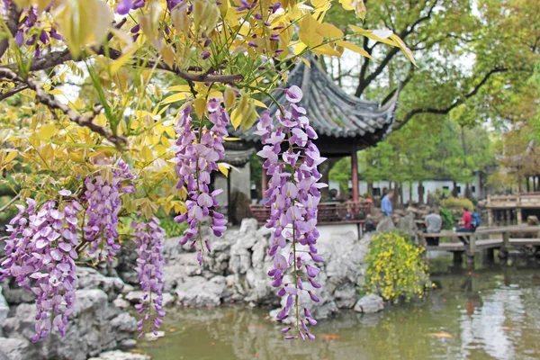 开花的紫藤树，挂丁香花。照片拍摄于 s — 图库照片