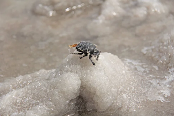 Escarabajo negro Salty Dead en el lago de sal Baskunchak. Rusia — Foto de Stock