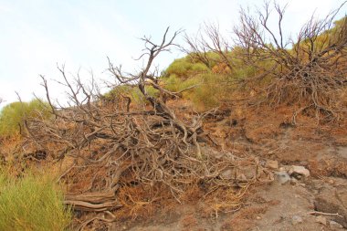 Islan Yanardağı'ndaki Ağaçların ve Kuru Ağaçların Kuru Kökleri