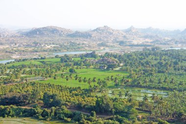 Yeşil pirinç tarlaları, palmiye ve nehir Tungabhadra köyünde