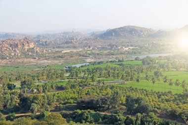 Yeşil pirinç tarlaları, palmiye ve nehir Tungabhadra köyünde