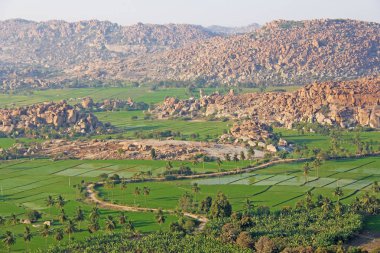 Hampi köyünde yeşil pirinç tarlaları veya teraslar. Palmiye ağacı