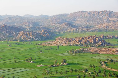 Hampi köyünde yeşil pirinç tarlaları veya teraslar. Palmiye ağacı