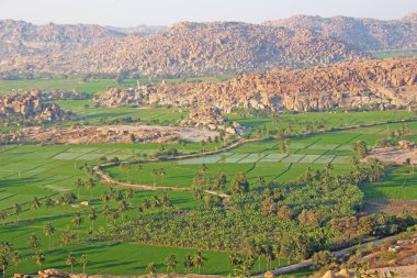 Hampi köyünde yeşil pirinç tarlaları veya teraslar. Palmiye ağacı