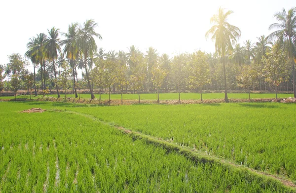 Campos de arroz verde o terrazas en el pueblo de Hampi. Palmera —  Fotos de Stock