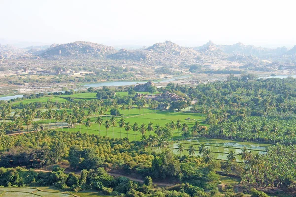 Yeşil pirinç tarlaları, palmiye ve nehir Tungabhadra köyünde