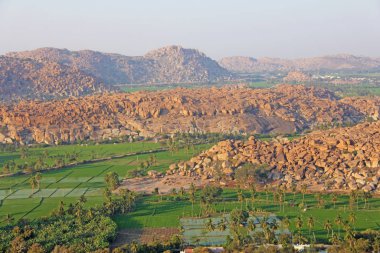 Hampi köyünde yeşil pirinç tarlaları veya teraslar. Palmiye ağacı