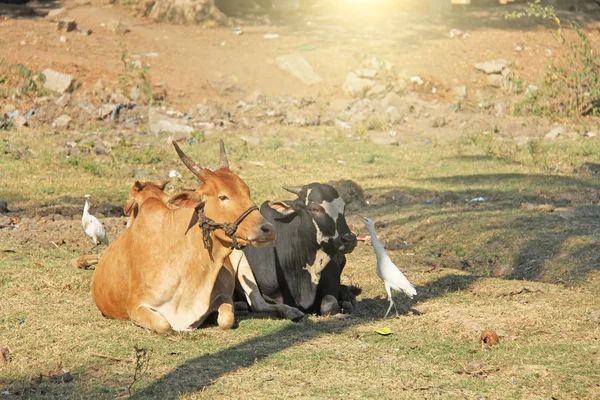 White heron and cows in India. The heron catches insects in the — Stock Photo, Image
