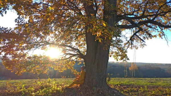 Herbsteiche. Herbstromantik. einsamer Baum, Eiche — Stockfoto