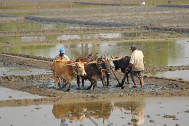 Hindistan, Goa, 19 Ocak 2018. Erkek işçiler pirinç tarlası w pulluk