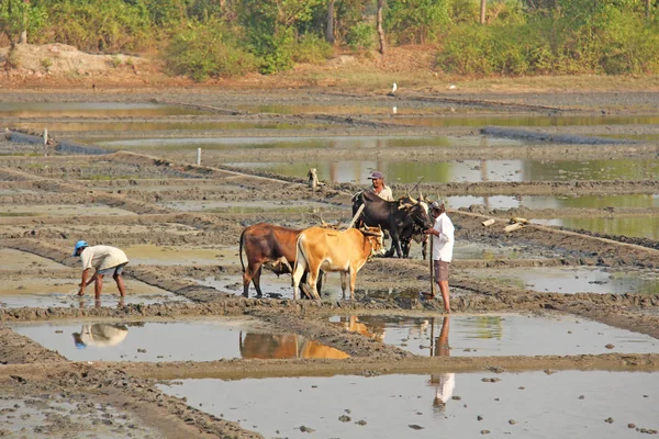 Índia, GOA, 19 de janeiro de 2018. Trabalhadores do sexo masculino arar o campo de arroz w — Fotografia de Stock