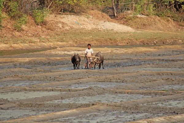 Índia, GOA, 19 de janeiro de 2018. Trabalhadores do sexo masculino arar o campo de arroz w — Fotografia de Stock