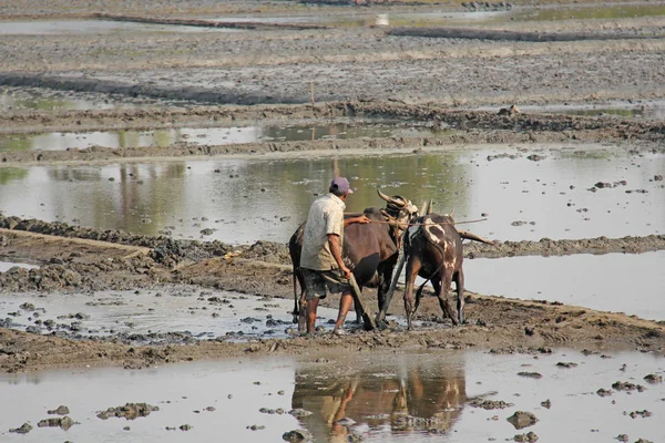 Índia, GOA, 19 de janeiro de 2018. Trabalhadores do sexo masculino arar o campo de arroz w — Fotografia de Stock