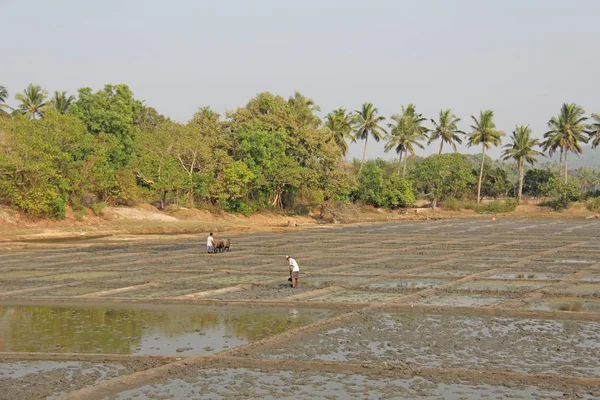 India, Goa, 19 januari 2018. Mannelijke arbeiders ploegen het rijstveld w — Stockfoto