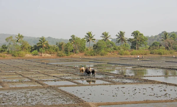 Inde, GOA, 19 janvier 2018. Travailleurs masculins labourer la rizière w — Photo