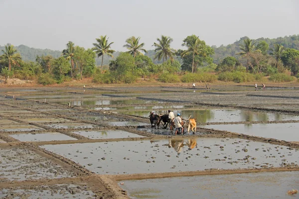 Inde, GOA, 19 janvier 2018. Travailleurs masculins labourer la rizière w — Photo