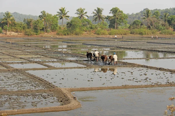 Індія, Гоа, 19 січня, 2018. Чоловічі робітники плуга рисових полів w — стокове фото