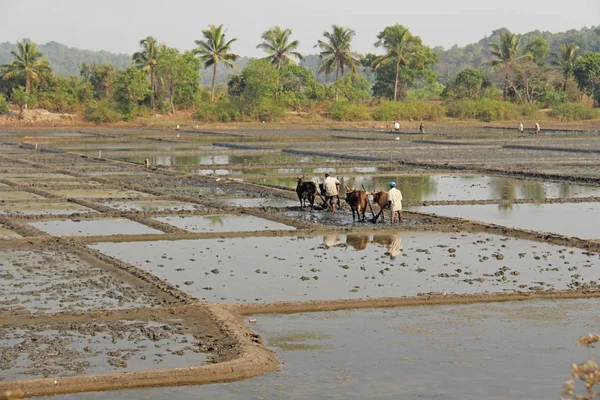 India, GOA, 19 de enero de 2018. Los trabajadores masculinos arar el campo de arroz w — Foto de Stock