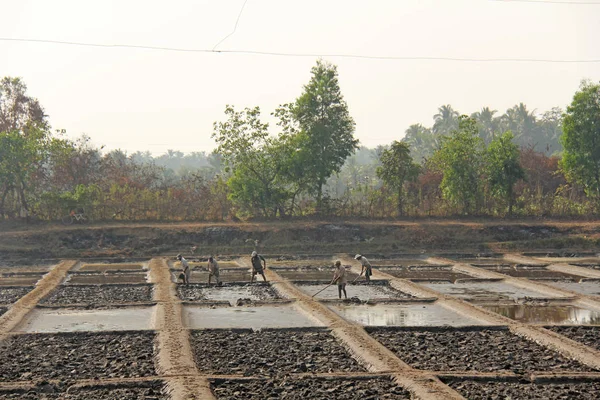 India, Goa, 19 januari 2018. Mannen werken in het veld, graven of ploegen — Stockfoto