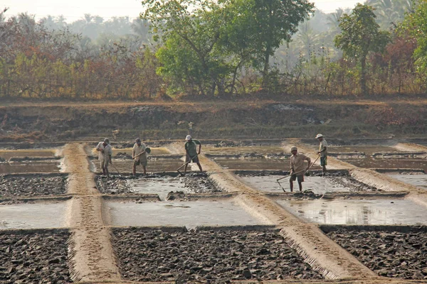 India, GOA, 19 de enero de 2018. Los hombres trabajan en el campo, cavan o aran —  Fotos de Stock