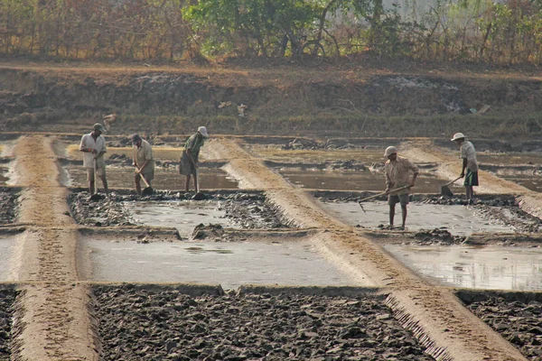 Indien, Goa, 19 januari, 2018. Män arbetar på fältet, gräva eller plogen — Stockfoto