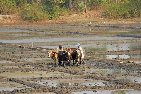 India, Goa, 19 januari 2018. Mannelijke arbeiders ploegen het rijstveld w — Stockfoto