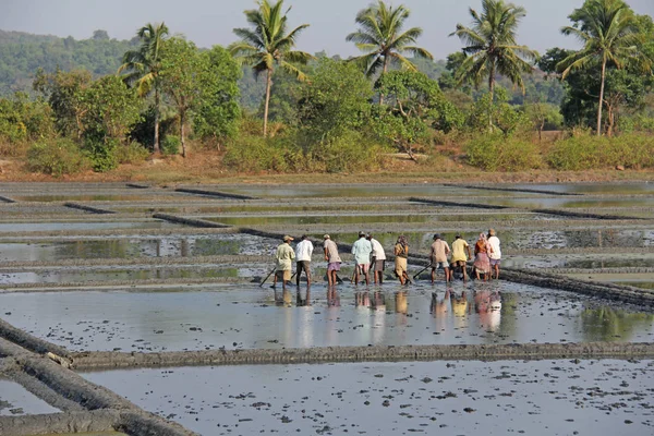 Índia, GOA, 03 de fevereiro de 2018. Trabalhadores indianos arar o campo com — Fotografia de Stock