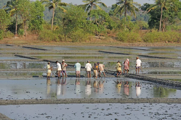 Inde, GOA, 03 février 2018. Les travailleurs indiens labourent le champ avec — Photo