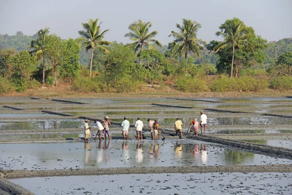 India, GOA, 03 febrero 2018. Trabajadores indios aran el campo con — Foto de Stock