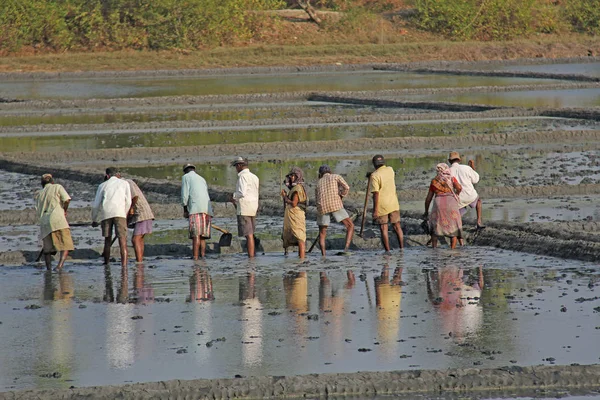 India, Goa, 03 februari 2018. Indiase arbeiders ploegen het veld met — Stockfoto