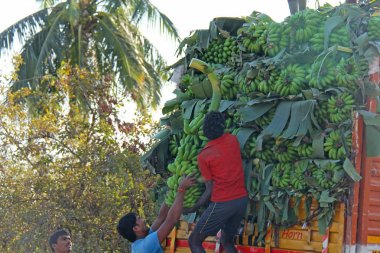 Hindistan, Hampi, 31 Ocak 2018. Erkekler büyük yeşil bana yüklür