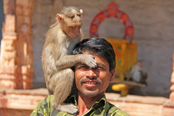 India, Hampi, 01 febbraio 2018. La scimmia siede sulla spalla — Foto Stock