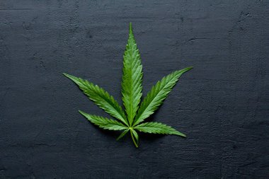 Yeşil kenevir yaprakları siyah, modern beton arka planda yatar. Yaprakların yeşil arka planı. Yakın plan kenevir. Yeşil kenevir yaprakları, marihuana yaprakları. CBD ile Tıbbi İndika.