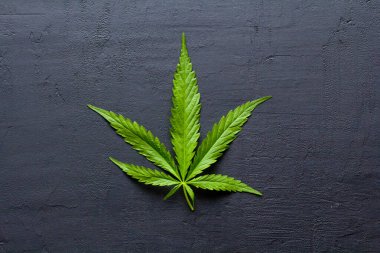 Yeşil kenevir yaprakları siyah, modern beton arka planda yatar. Yaprakların yeşil arka planı. Yakın plan kenevir. Yeşil kenevir yaprakları, marihuana yaprakları. CBD ile Tıbbi İndika.