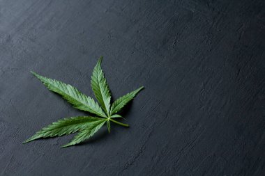 Yeşil kenevir yaprakları siyah, modern beton arka planda yatar. Yaprakların yeşil arka planı. Yakın plan kenevir. Yeşil kenevir yaprakları, marihuana yaprakları. CBD ile Tıbbi İndika.