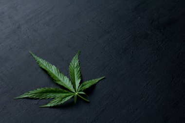 Yeşil kenevir yaprakları siyah, modern beton arka planda yatar. Yaprakların yeşil arka planı. Yakın plan kenevir. Yeşil kenevir yaprakları, marihuana yaprakları. CBD ile Tıbbi İndika.