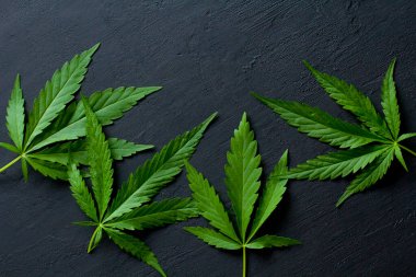 Yeşil kenevir yaprakları siyah, modern beton arka planda yatar. Yaprakların yeşil arka planı. Yakın plan kenevir. Yeşil kenevir yaprakları, marihuana yaprakları. CBD ile Tıbbi İndika.
