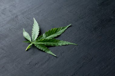 Yeşil kenevir yaprakları siyah, modern beton arka planda yatar. Yaprakların yeşil arka planı. Yakın plan kenevir. Yeşil kenevir yaprakları, marihuana yaprakları. Metnin için boşluk kopyala.