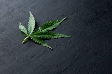 Yeşil kenevir yaprakları siyah, modern beton arka planda yatar. Yaprakların yeşil arka planı. Yakın plan kenevir. Yeşil kenevir yaprakları, marihuana yaprakları. Metnin için boşluk kopyala.