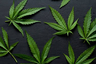 Yeşil kenevir yaprakları siyah, modern beton arka planda yatar. Yaprakların yeşil arka planı. Yakın plan kenevir. Yeşil kenevir yaprakları, marihuana yaprakları. CBD ile Tıbbi İndika.