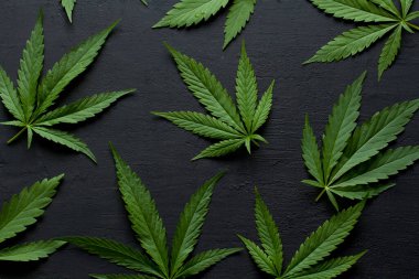Yeşil kenevir yaprakları siyah, modern beton arka planda yatar. Yaprakların yeşil arka planı. Yakın plan kenevir. Yeşil kenevir yaprakları, marihuana yaprakları. CBD ile Tıbbi İndika.