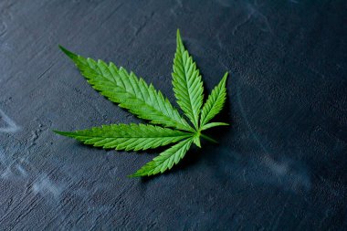 Siyah modern beton arka planda yeşil kenevir yaprakları. Yaprakların yeşil arka planı. Yakın plan kenevir. Yeşil kenevir yaprakları, marihuana yaprakları. CBD 'li tıbbi indica. duman, sis.