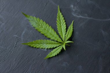 Siyah modern beton arka planda yeşil kenevir yaprakları. Yaprakların yeşil arka planı. Yakın plan kenevir. Yeşil kenevir yaprakları, marihuana yaprakları. CBD 'li tıbbi indica. duman, sis.