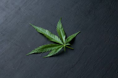 Yeşil kenevir yaprakları siyah, modern beton arka planda yatar. Yaprakların yeşil arka planı. Yakın plan kenevir. Yeşil kenevir yaprakları, marihuana yaprakları. CBD ile Tıbbi İndika.