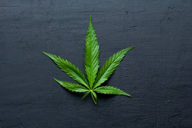 Yeşil kenevir yaprakları siyah, modern beton arka planda yatar. Yaprakların yeşil arka planı. Yakın plan kenevir. Yeşil kenevir yaprakları, marihuana yaprakları. CBD ile Tıbbi İndika.