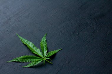 Yeşil kenevir yaprakları siyah, modern beton arka planda yatar. Yaprakların yeşil arka planı. Yakın plan kenevir. Yeşil kenevir yaprakları, marihuana yaprakları. CBD ile Tıbbi İndika.