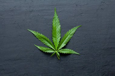 Yeşil kenevir yaprakları siyah, modern beton arka planda yatar. Yaprakların yeşil arka planı. Yakın plan kenevir. Yeşil kenevir yaprakları, marihuana yaprakları. CBD ile Tıbbi İndika.