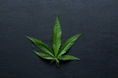 Yeşil kenevir yaprakları siyah, modern beton arka planda yatar. Yaprakların yeşil arka planı. Yakın plan kenevir. Yeşil kenevir yaprakları, marihuana yaprakları. CBD ile Tıbbi İndika.
